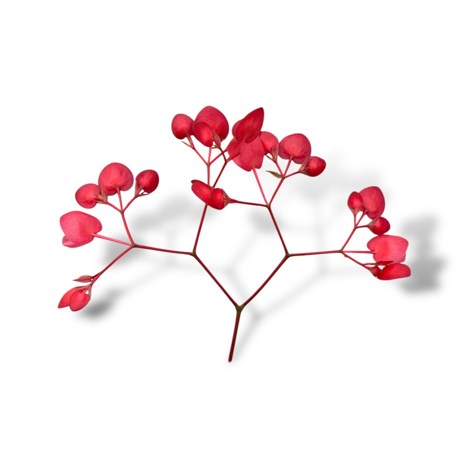 Begonia mela - immagine 3