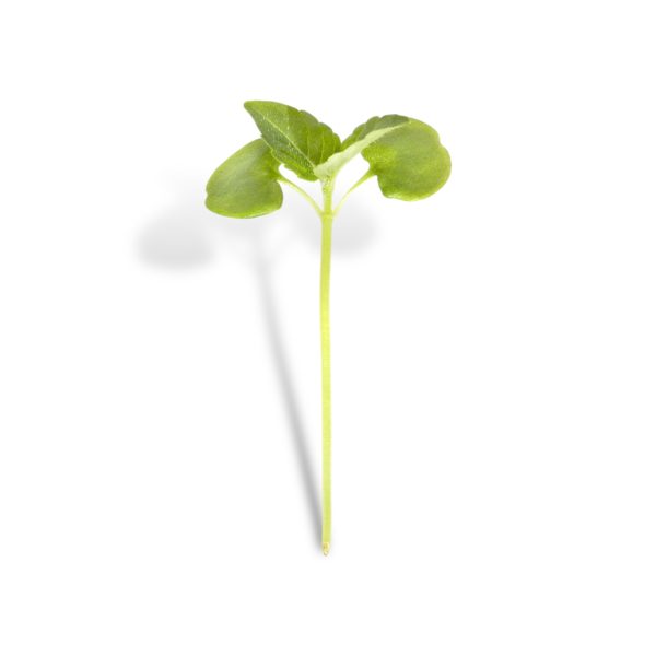 Micro Shiso Verde 4 pezzi - immagine 2