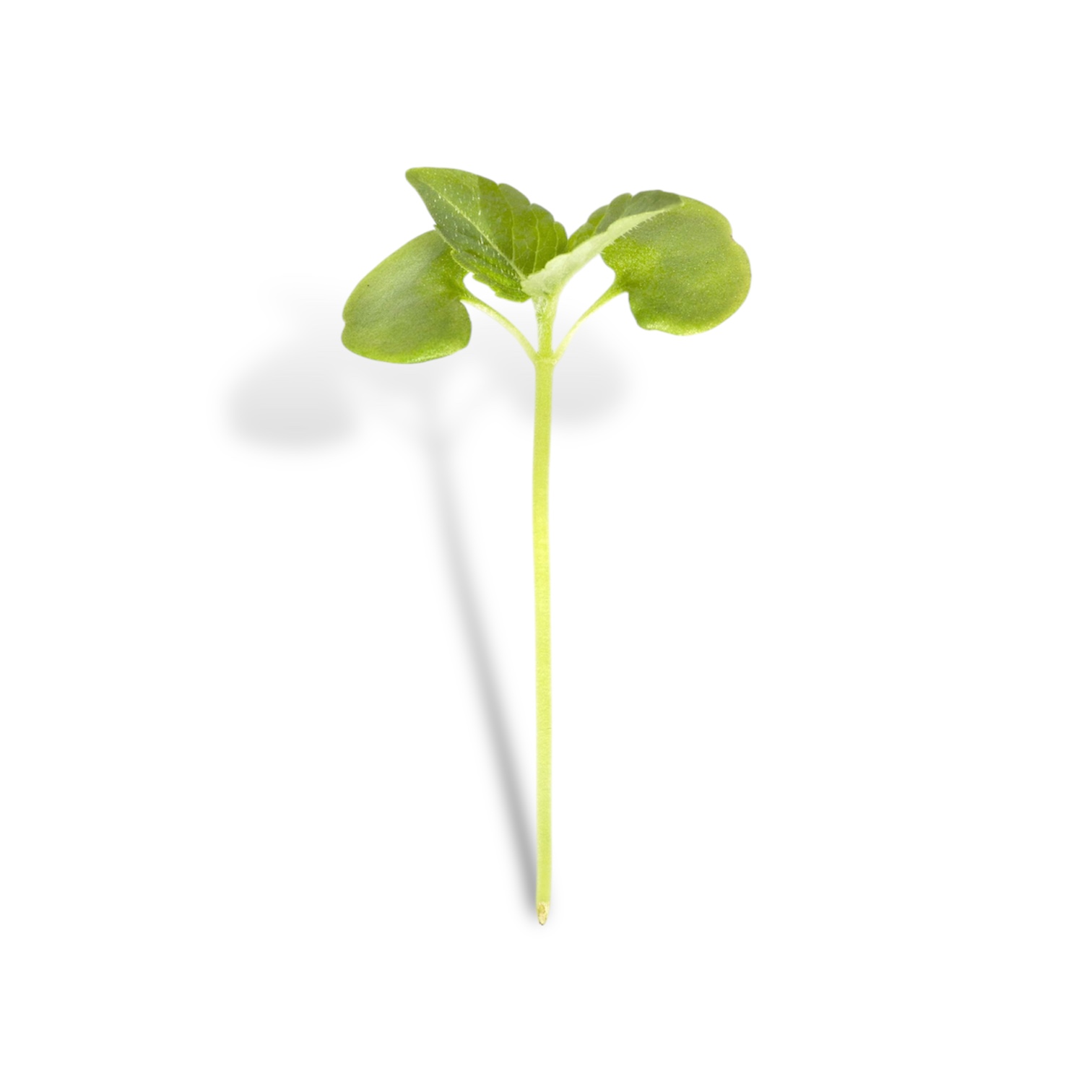 Micro Shiso Verde 4 pezzi - immagine 2