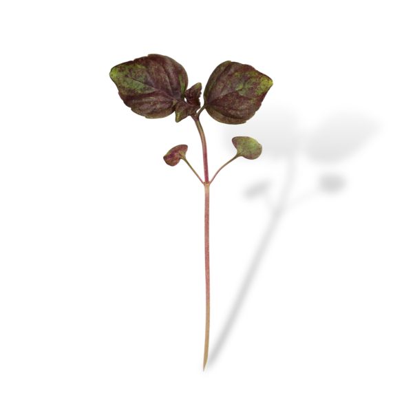 Micro Shiso Rosso 4 pezzi - immagine 2