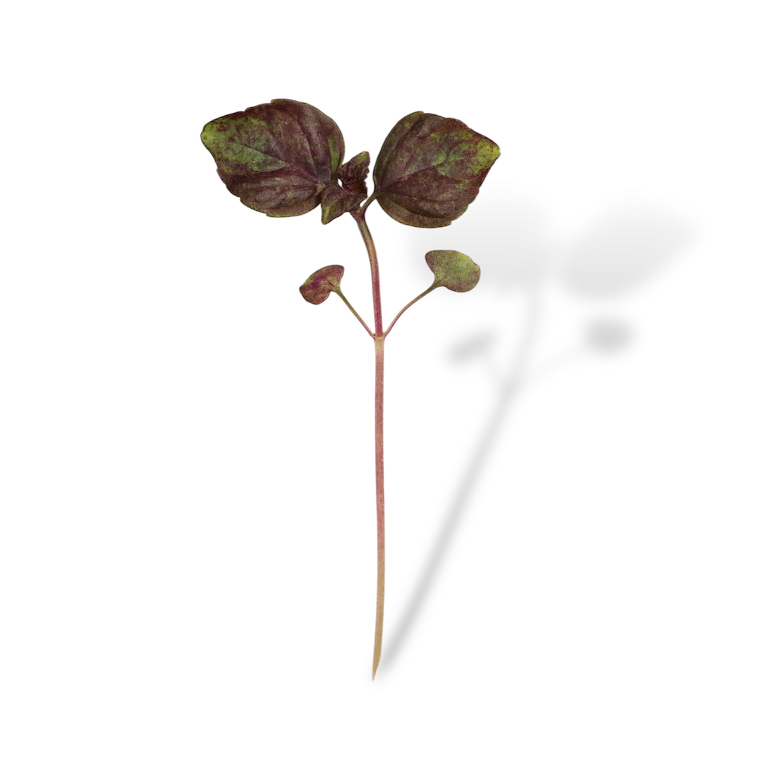 Micro Shiso Rosso 4 pezzi - immagine 2