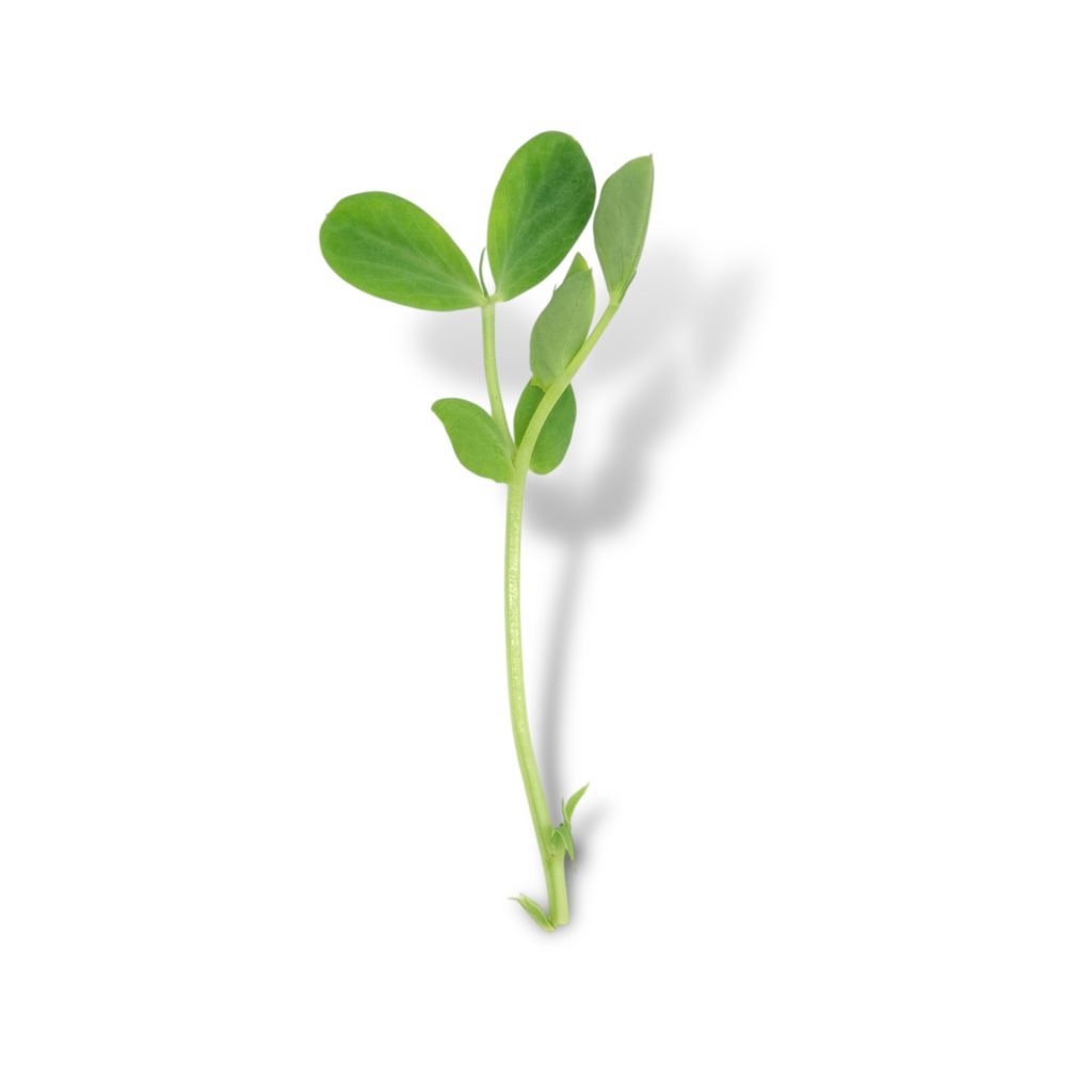 Salad Pea
