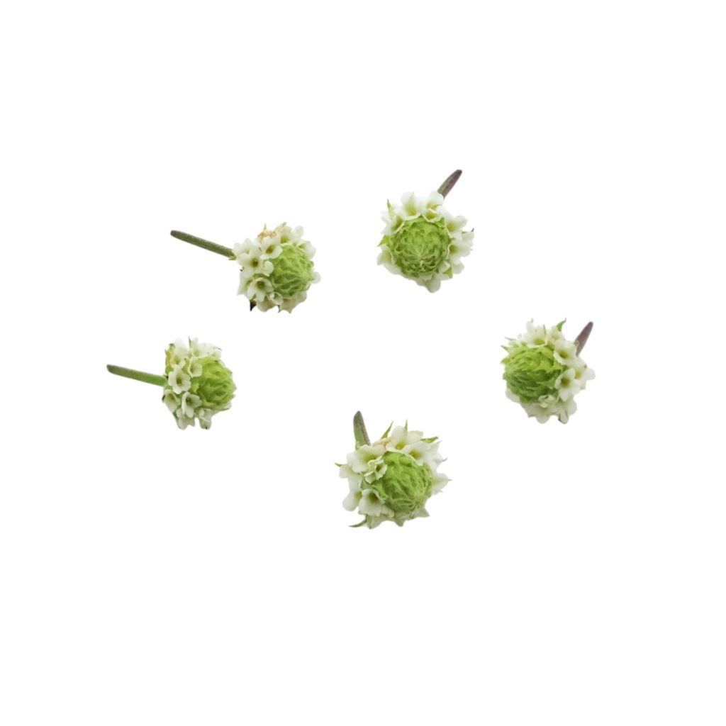 Fiori di lippia