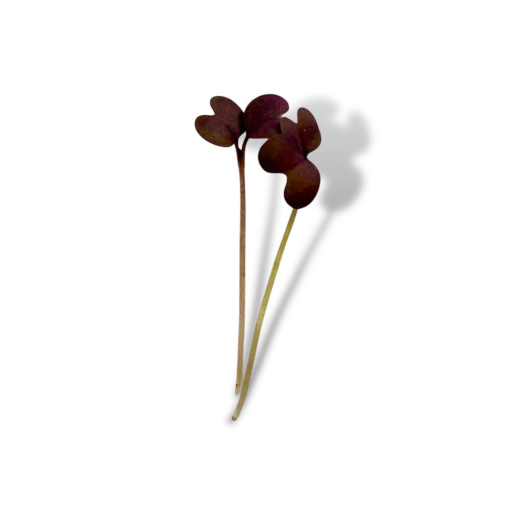 Micro Senape Rossa