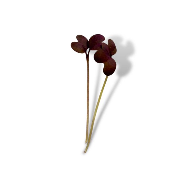 Micro Senape Rossa 1 pezzo - immagine 2