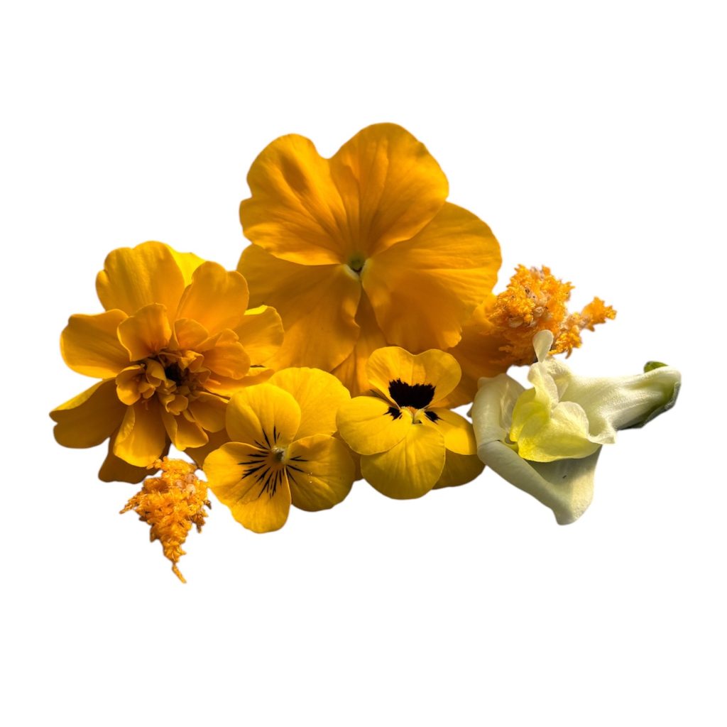 Fiori eduli gialli