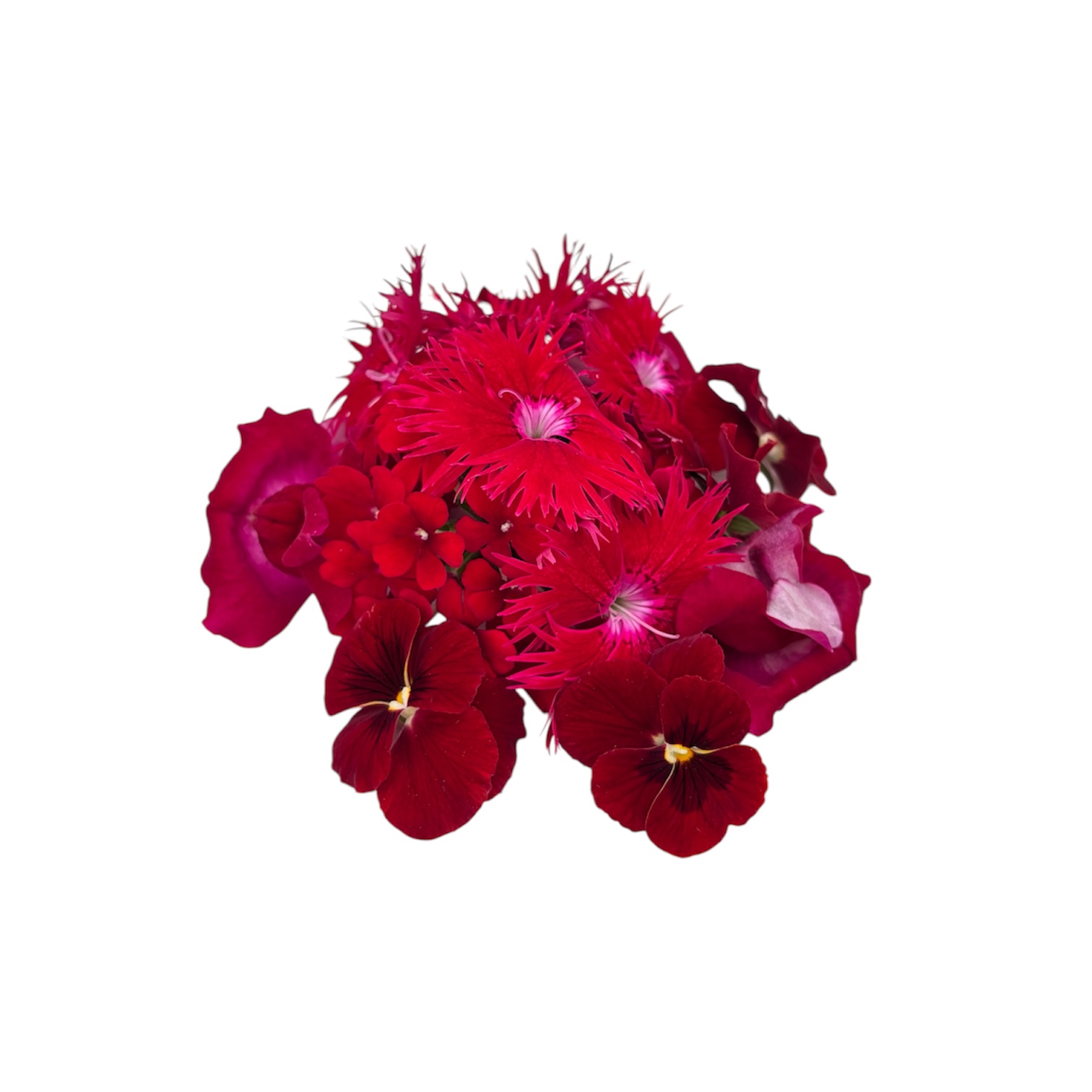 Fiori eduli rossi - immagine 4