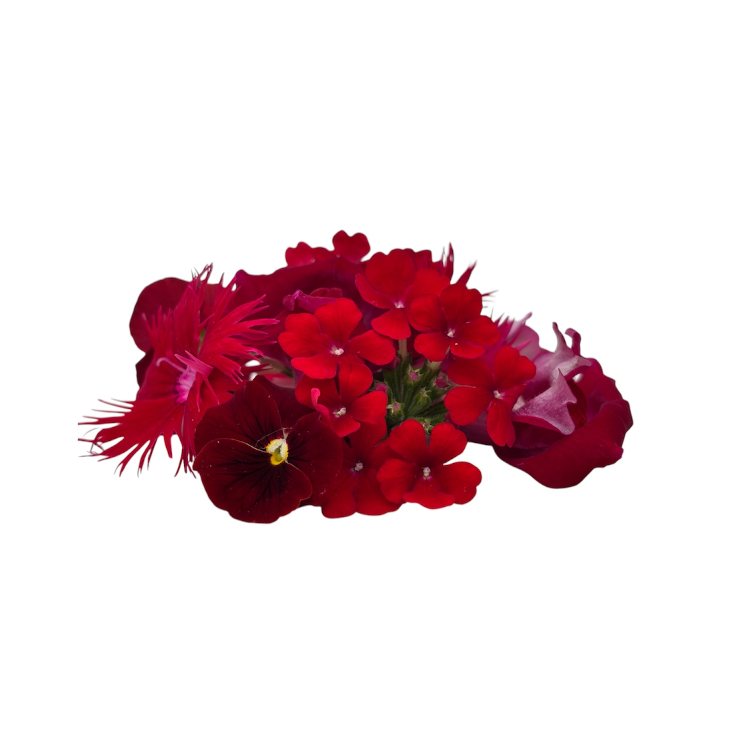 Fiori eduli rossi - immagine 3