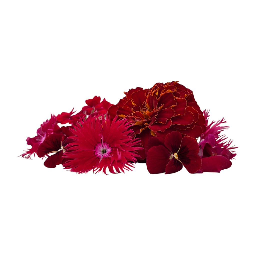 Fiori eduli rossi
