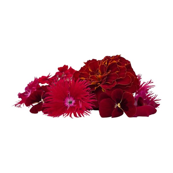 Fiori eduli rossi - immagine 1