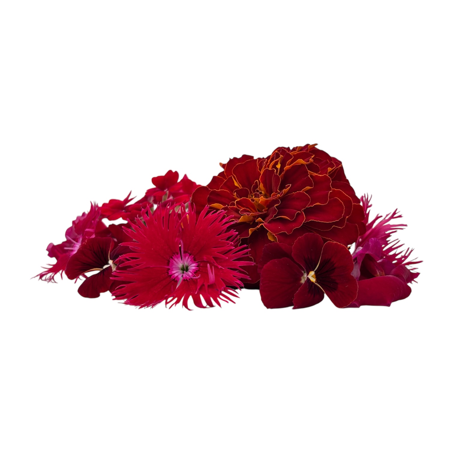 Fiori eduli rossi - immagine 1