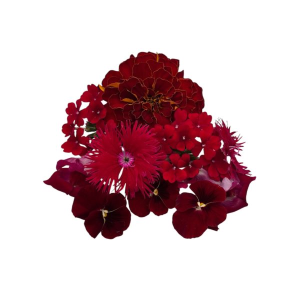 Fiori eduli rossi - immagine 2