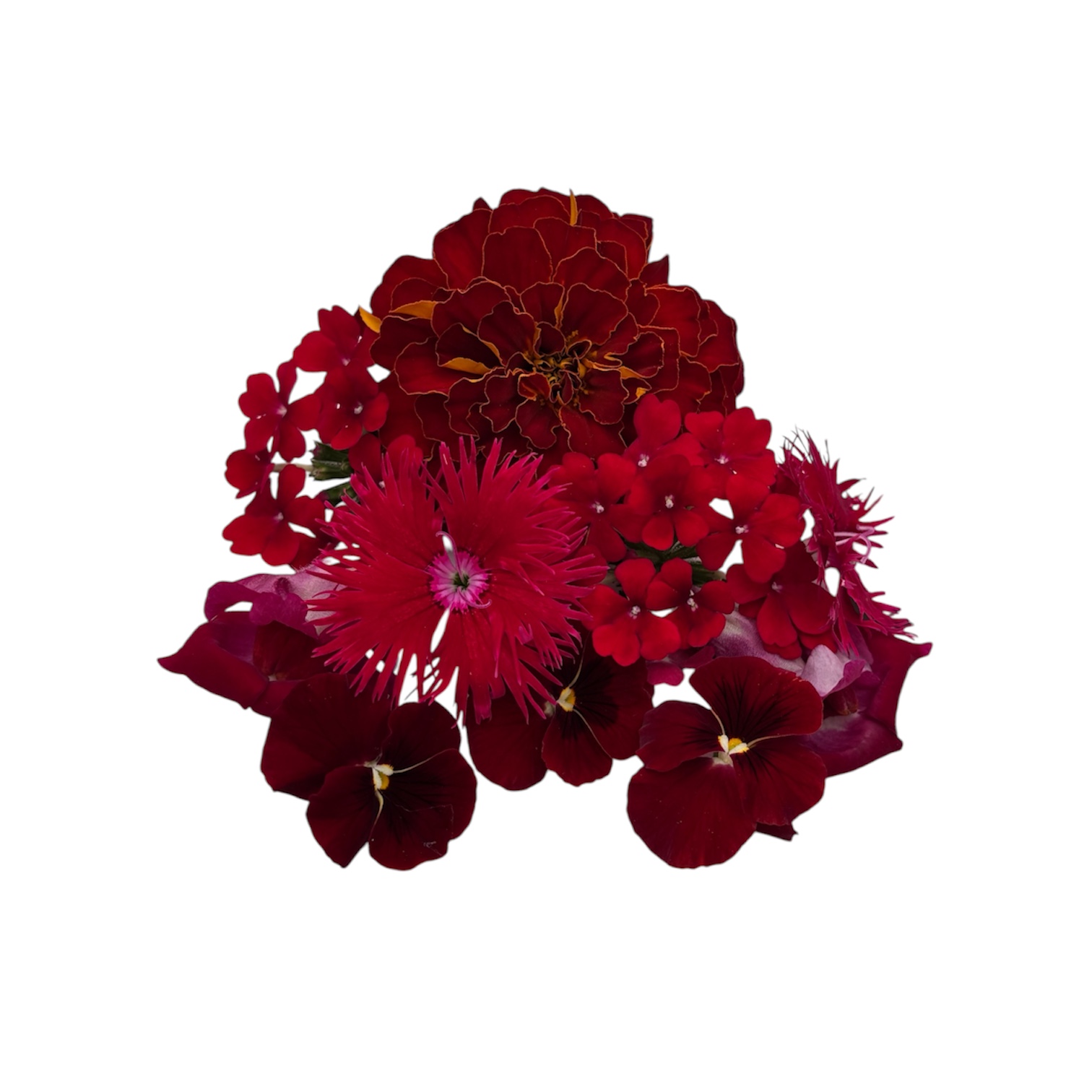 Fiori eduli rossi - immagine 2