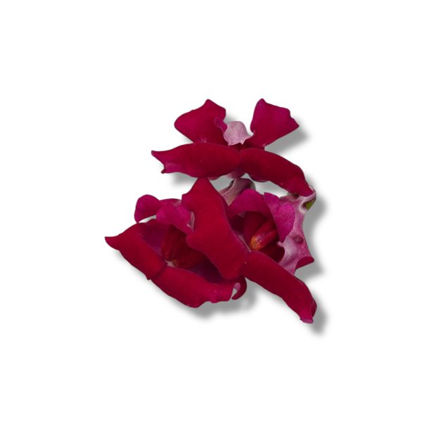Fiori eduli rossi - immagine 5