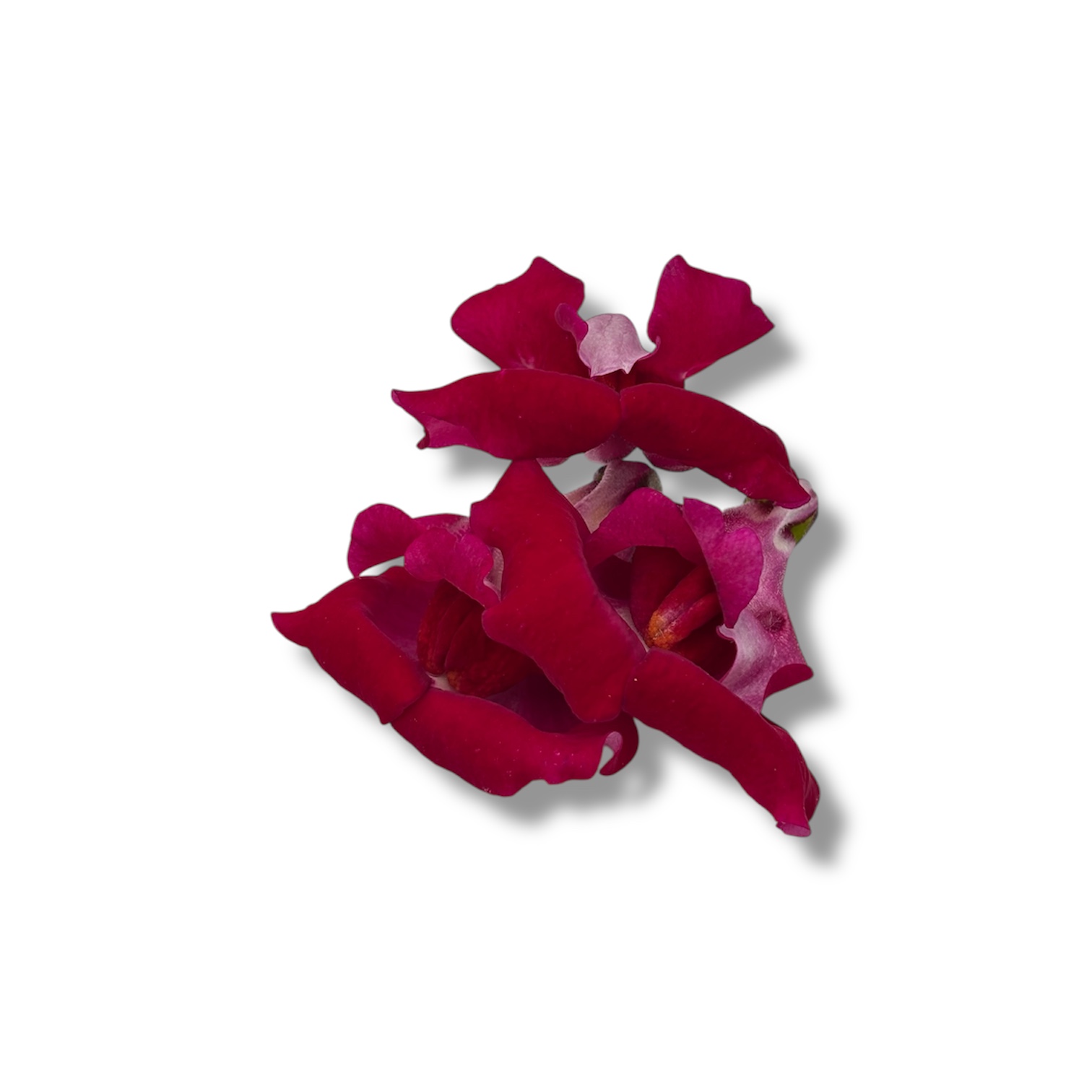 Fiori eduli rossi - immagine 5