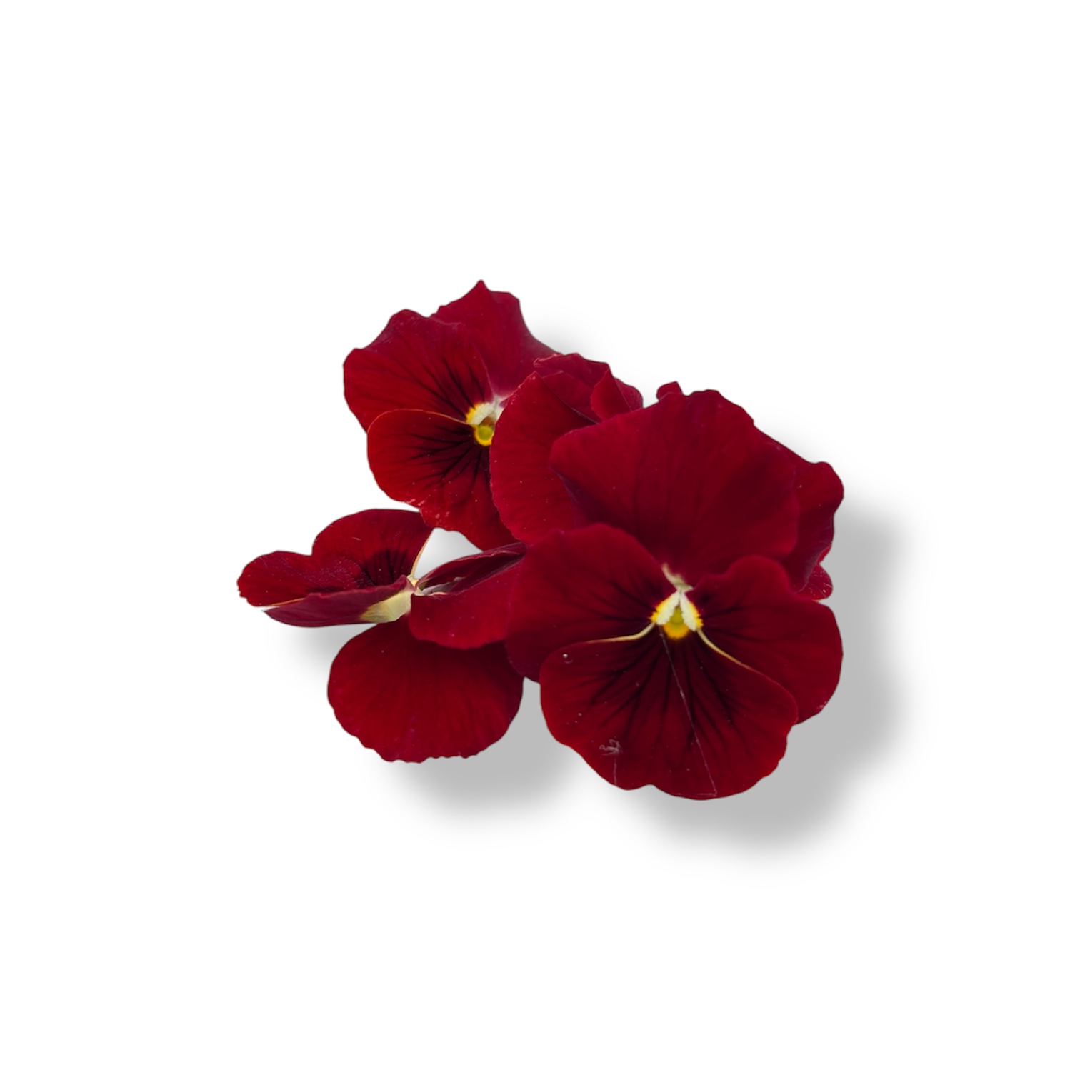 Fiori eduli rossi - immagine 6