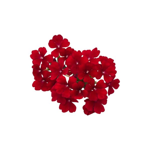 Fiori eduli rossi - immagine 9