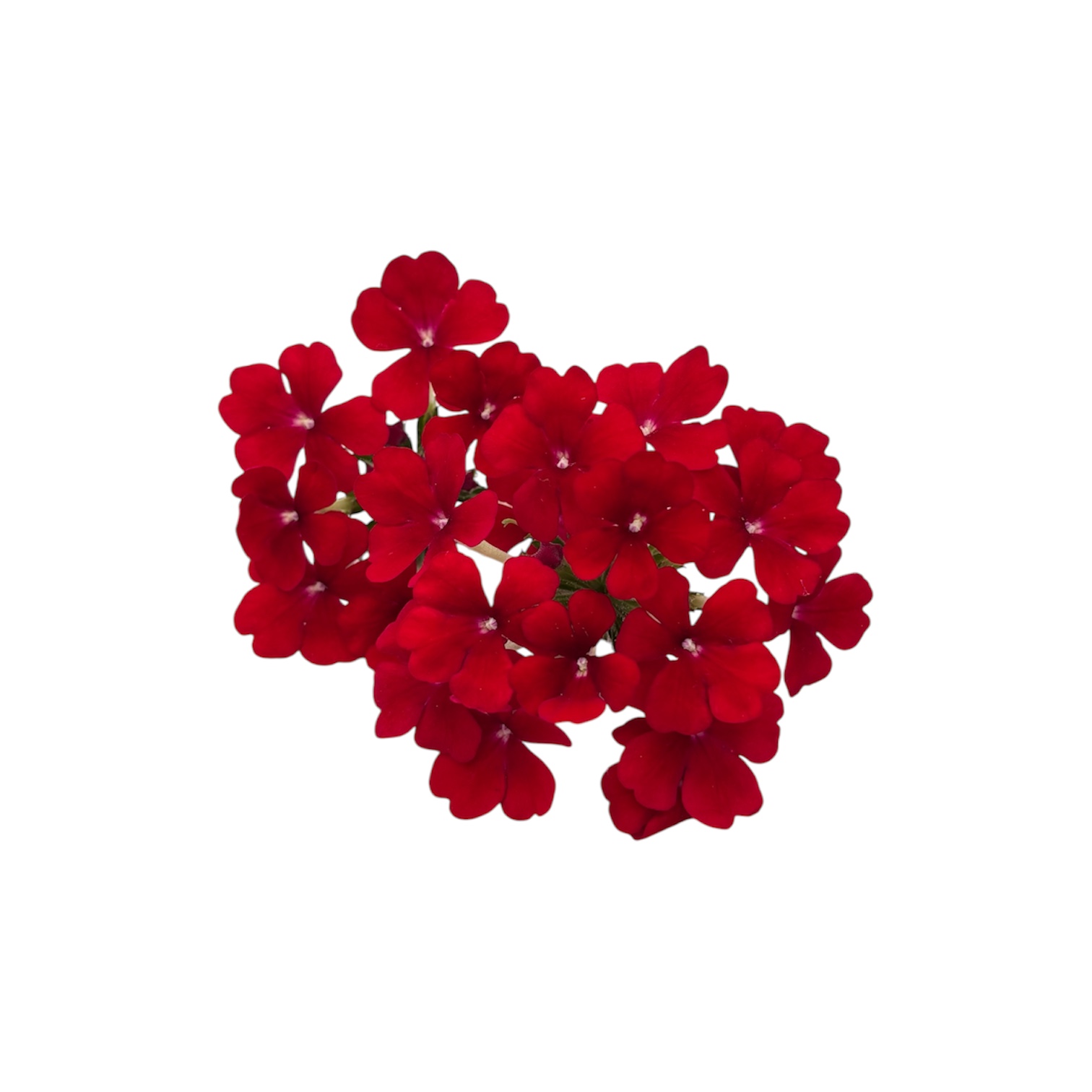 Fiori eduli rossi - immagine 9
