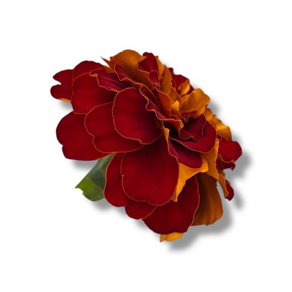 Fiori eduli rossi - immagine 8