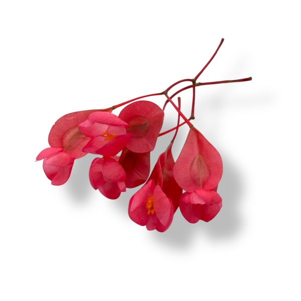 Fiori eduli rosa - immagine 2