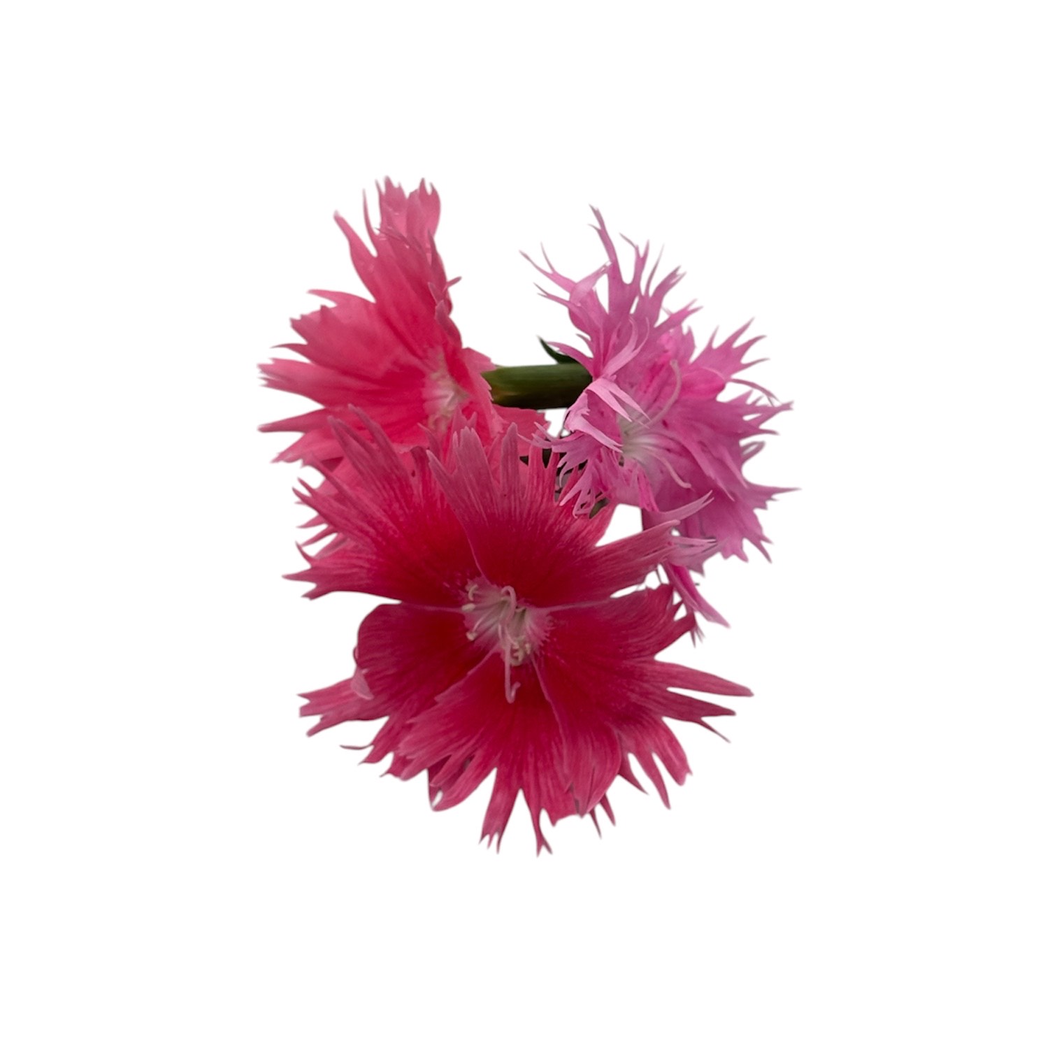 Fiori eduli rosa - immagine 4