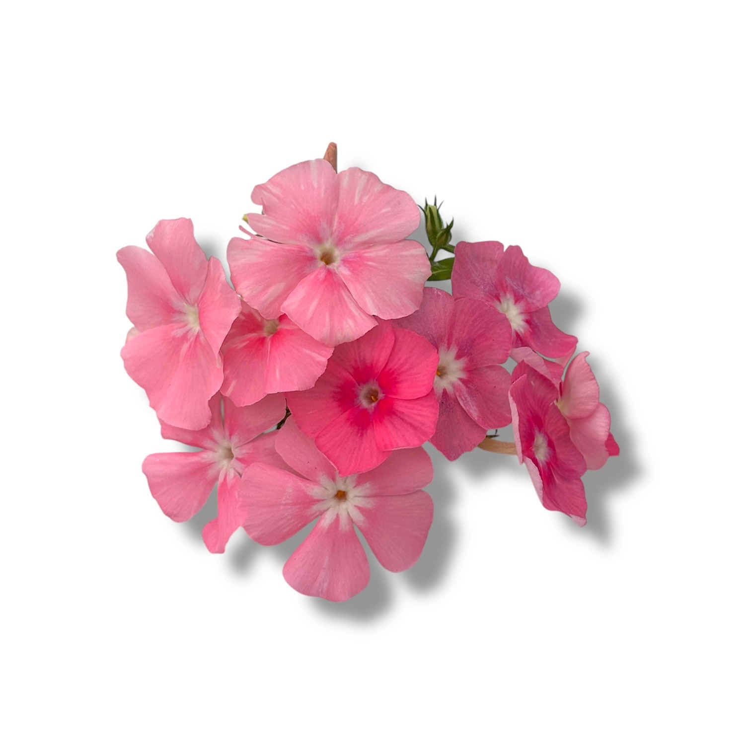 Fiori eduli rosa - immagine 3