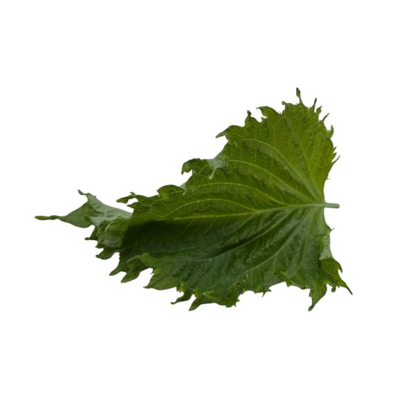 Shiso verde - immagine 2