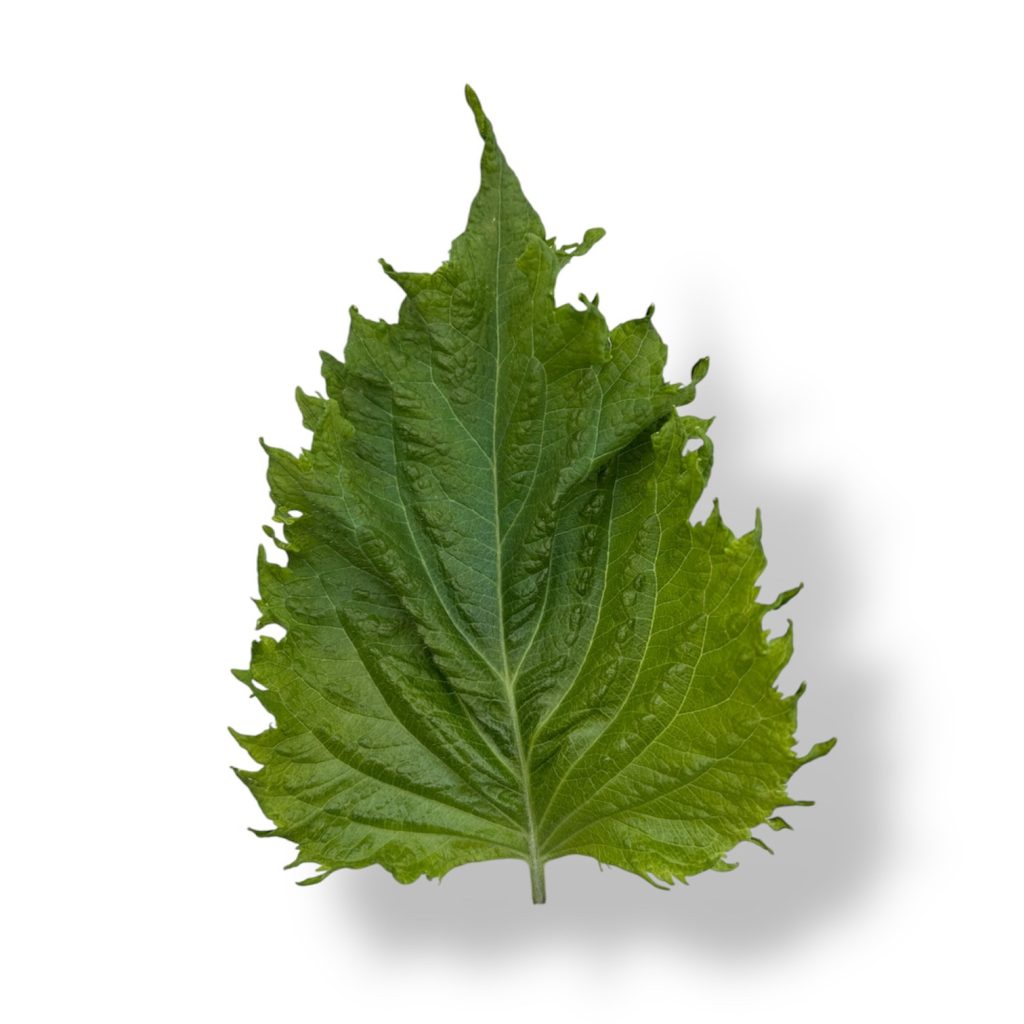 Shiso verde