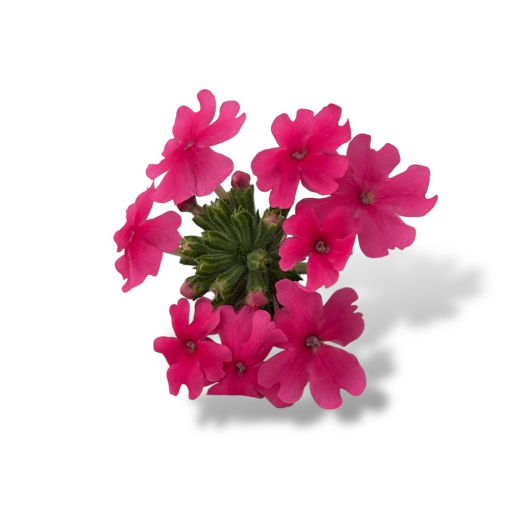 Fiori eduli rosa