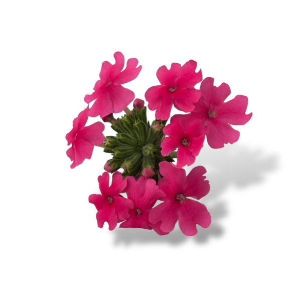 Fiori eduli rosa - immagine 5
