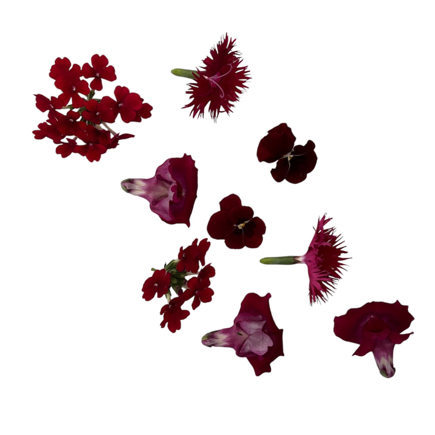 Fiori eduli viola - immagine 10