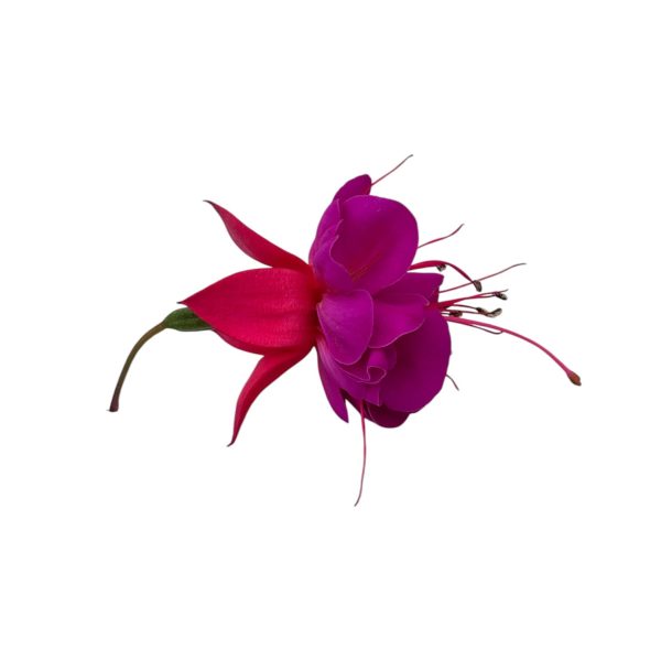 Fiori eduli rosa - immagine 6