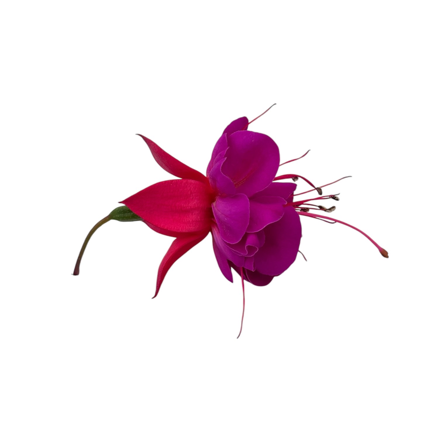 Fiori eduli rosa - immagine 6