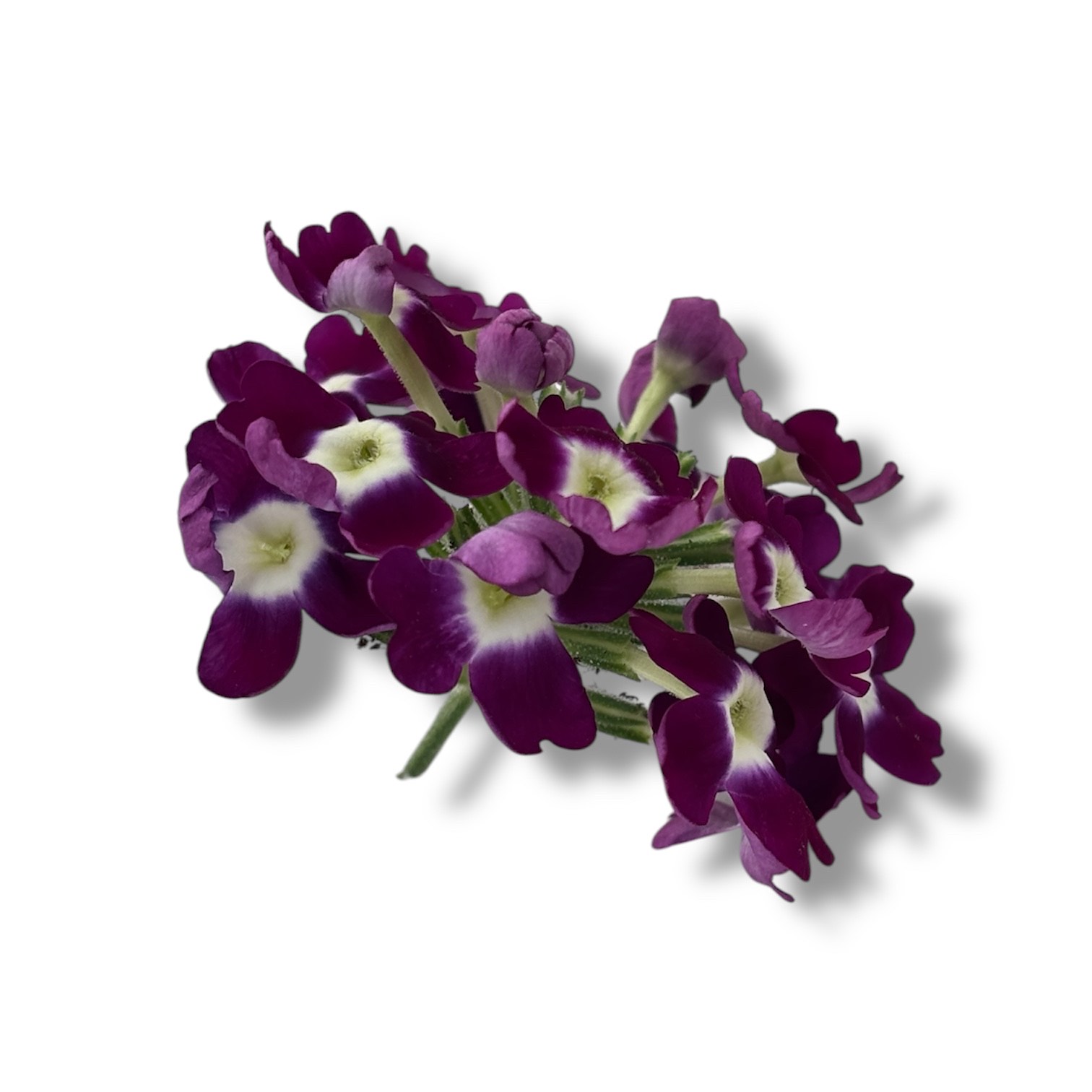 Fiori eduli viola - immagine 5