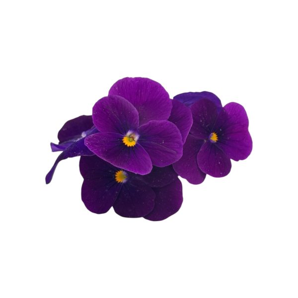 Fiori eduli viola - immagine 3