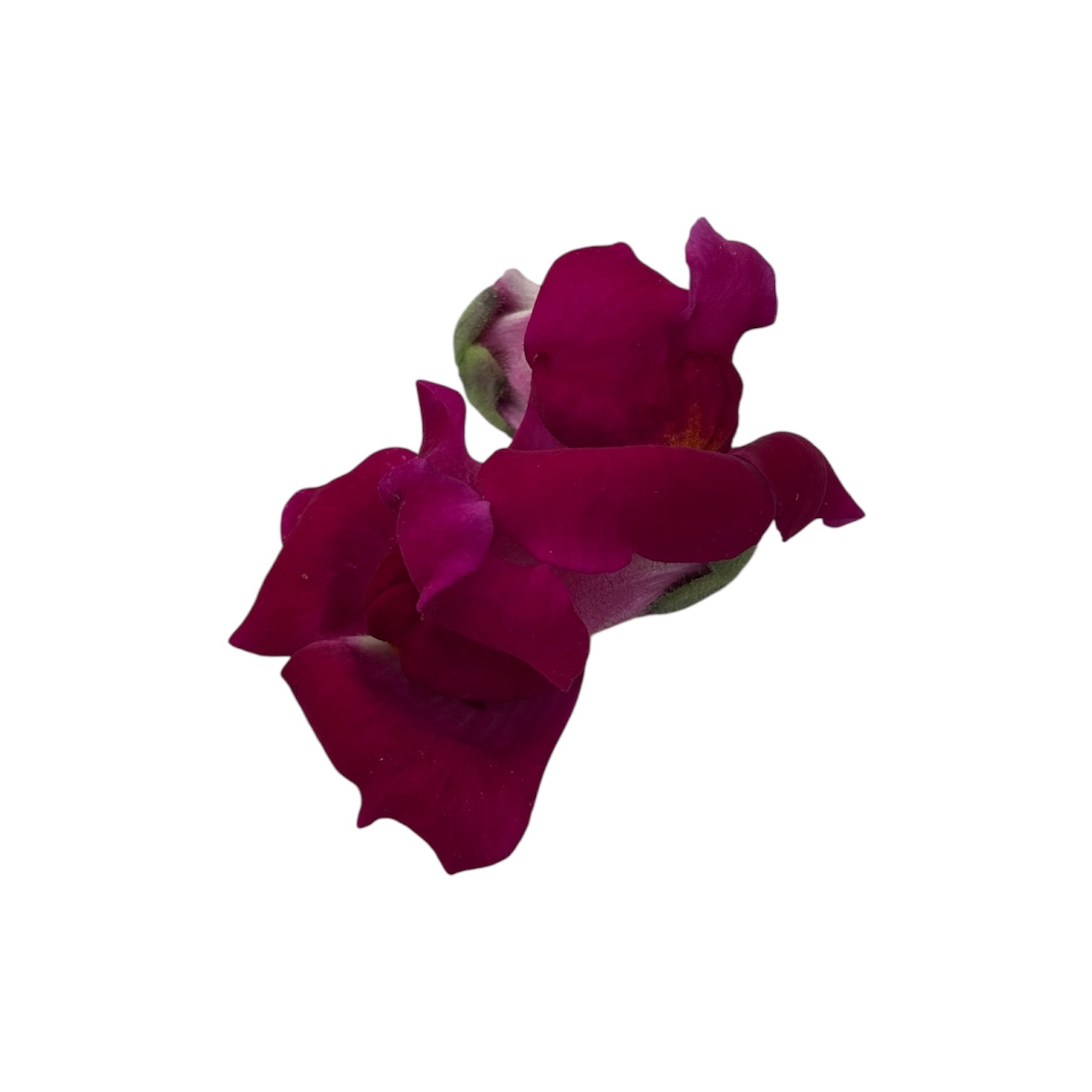 Fiori eduli viola - immagine 11