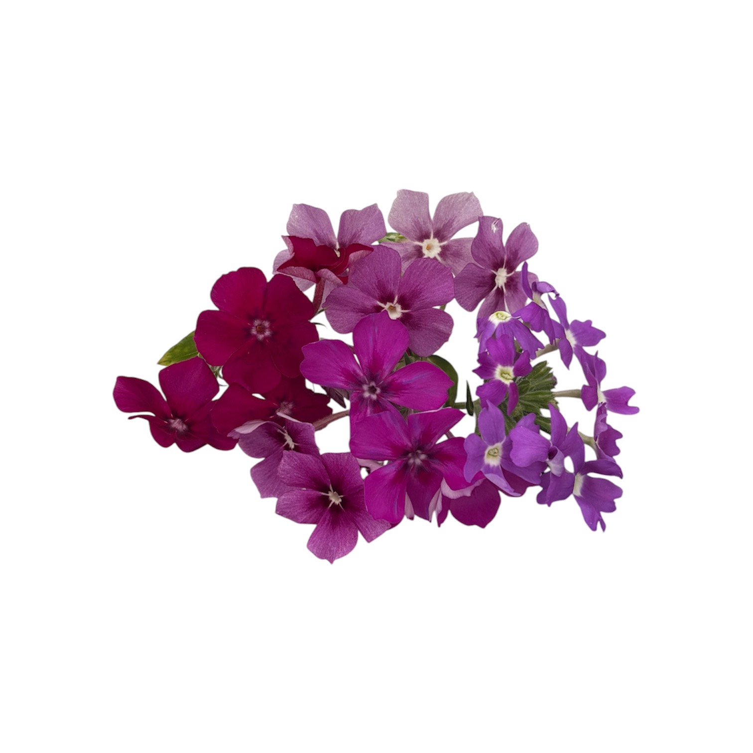 Fiori eduli viola - immagine 8