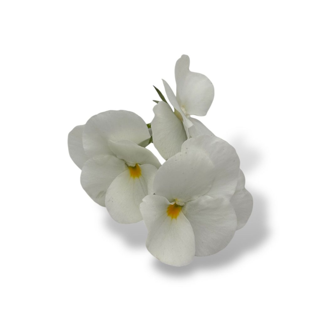 Fiori eduli bianchi