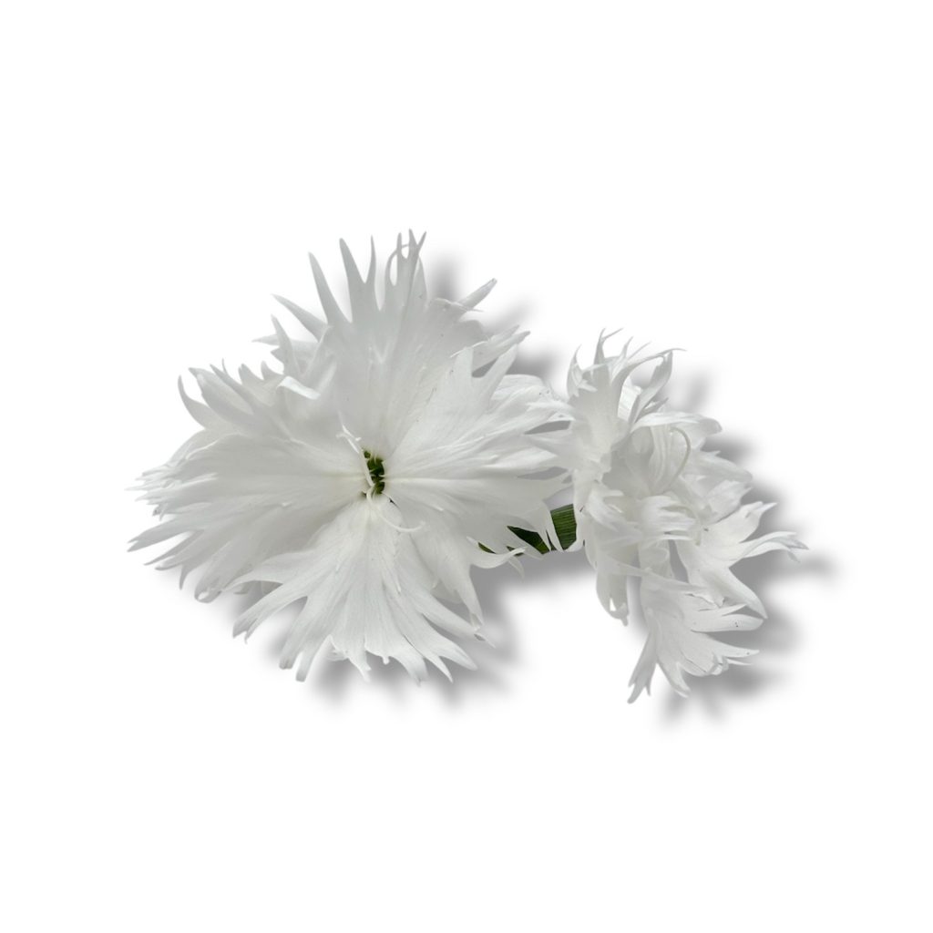 Garofano