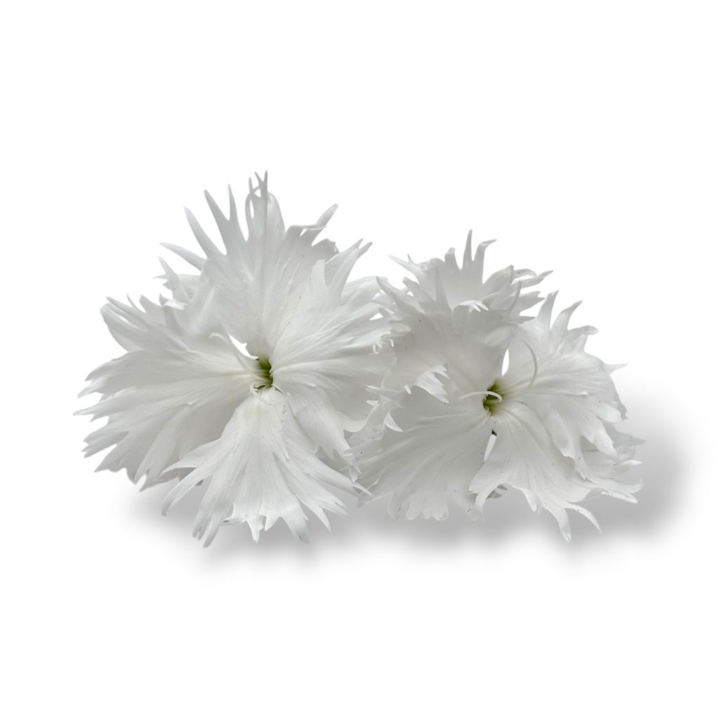 Fiori eduli bianchi