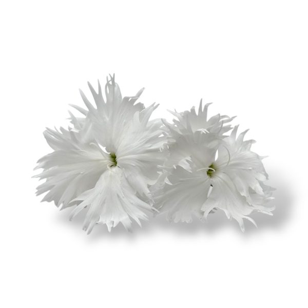 Fiori eduli bianchi - immagine 5