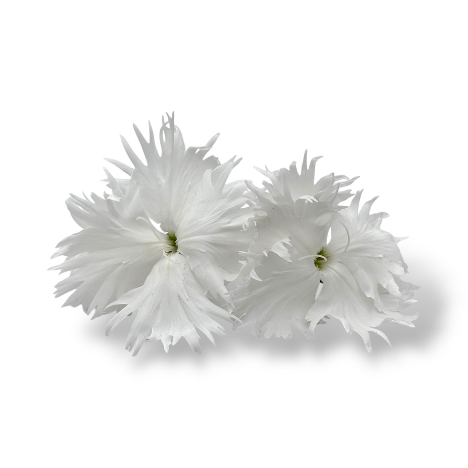 Fiori eduli bianchi - immagine 5