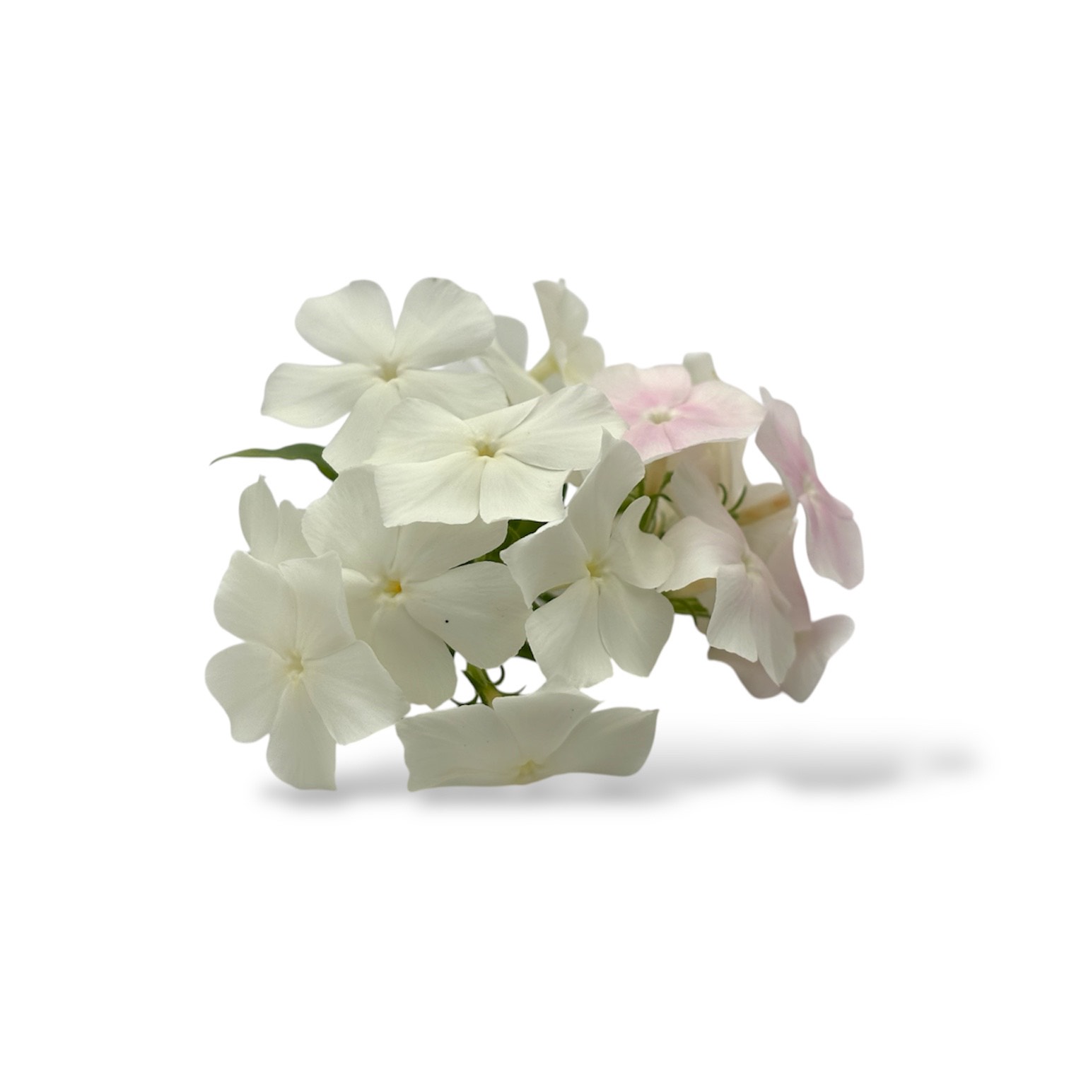 Fiori eduli bianchi - immagine 4