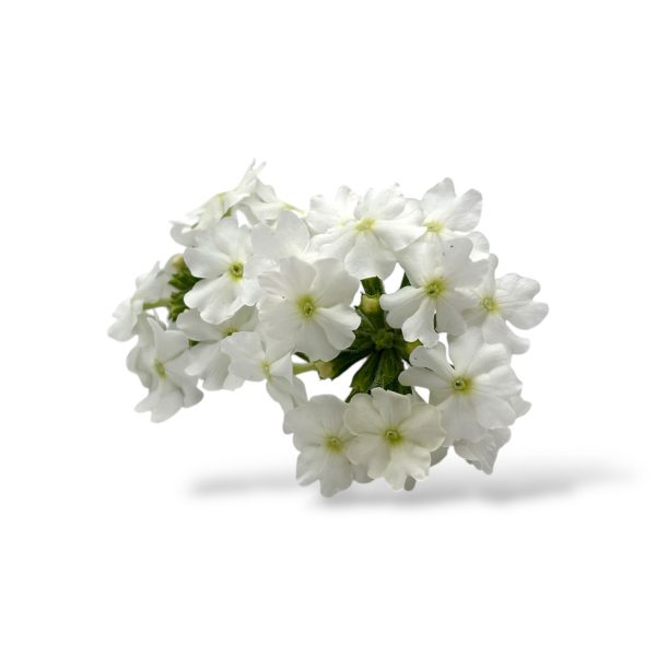 Fiori eduli bianchi - immagine 2