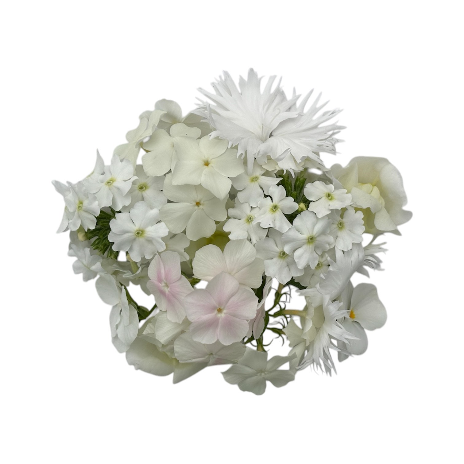 Fiori eduli bianchi - immagine 7