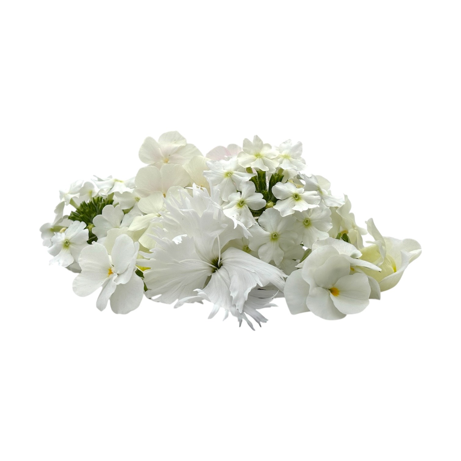 Fiori eduli bianchi - immagine 1
