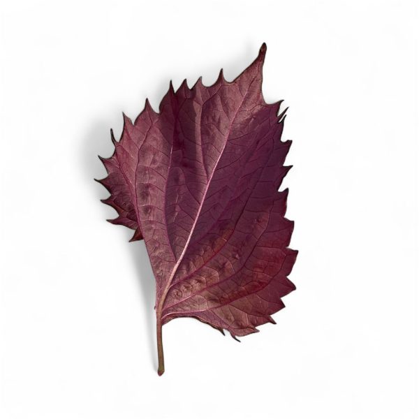 Shiso rosso - immagine 2