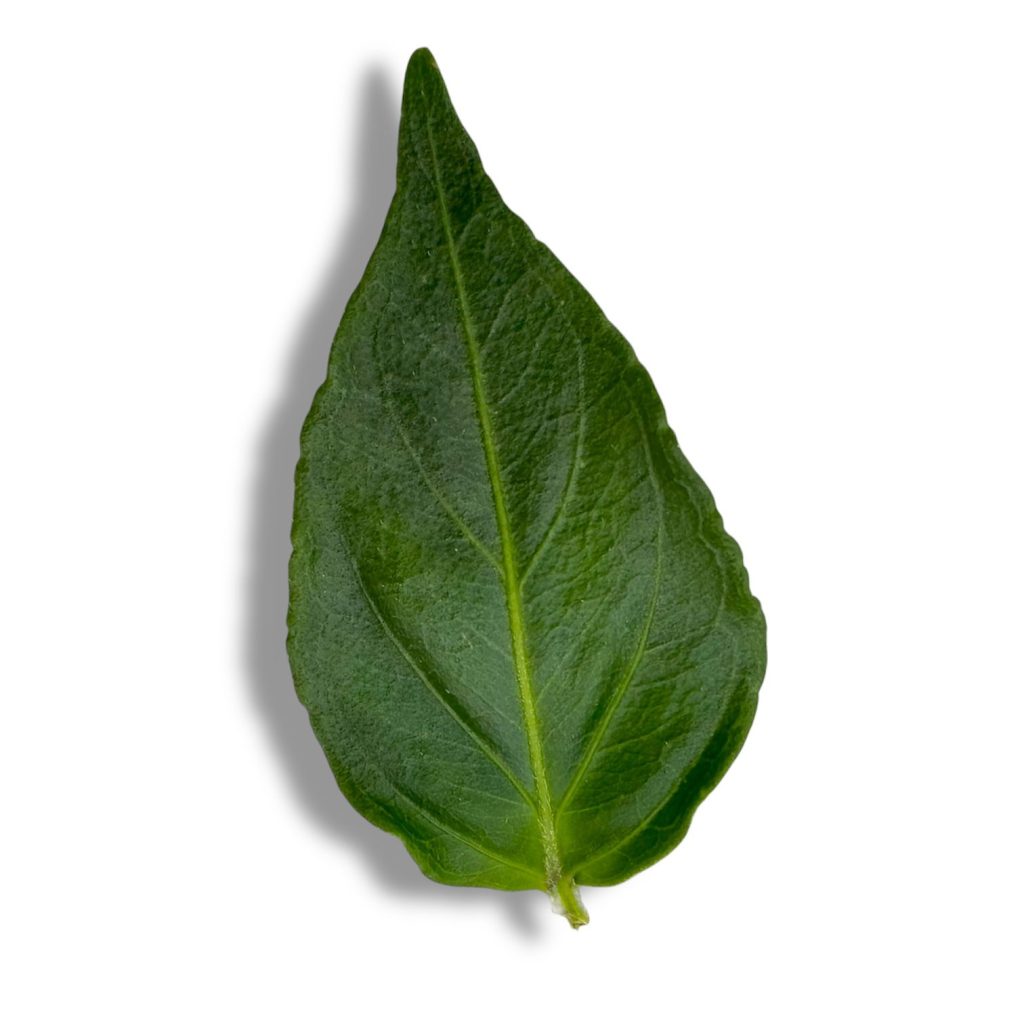 Erba fungo