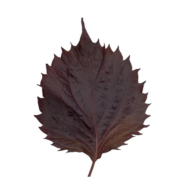 Shiso rosso - immagine 1