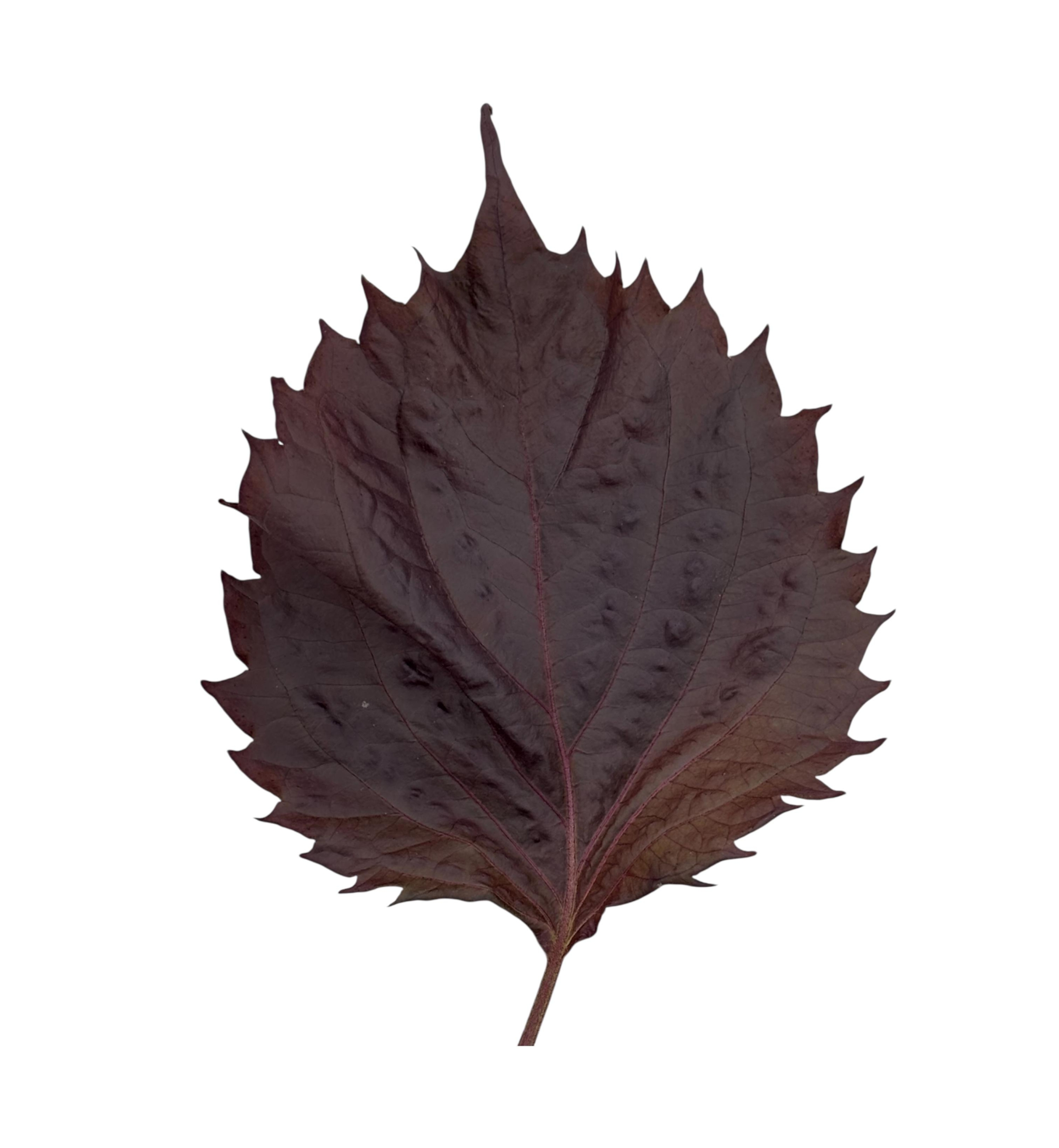 Shiso rosso - immagine 1
